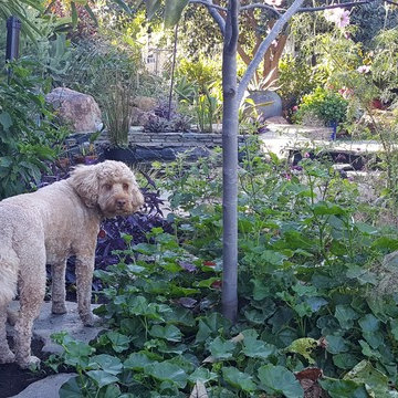 John's Garden Sanctuary