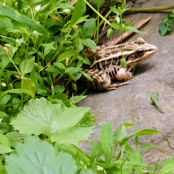 a visitor