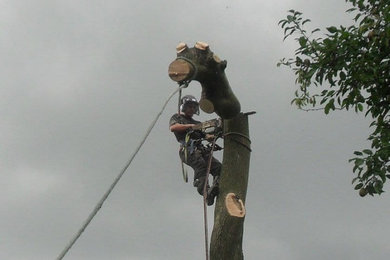 Tree Services