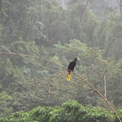 La Pastora Lopinot's photo