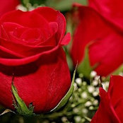 Malak Badawi's photo