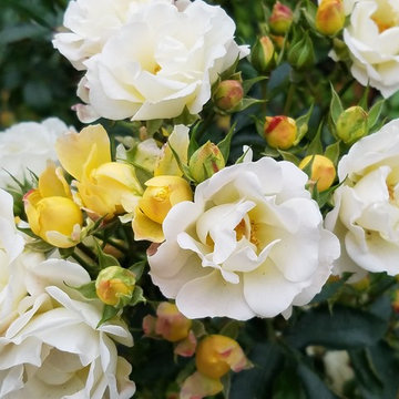 Garden Detail