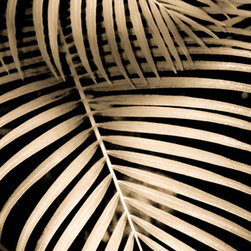 Douglas Page Photographic Arts - Palm Design 8, Fine Art - Prints And Posters