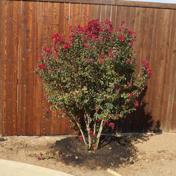 Dynamite Crape Myrtle