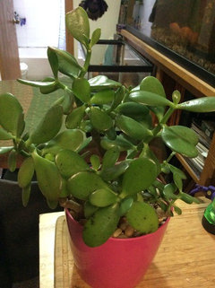 Black spots on jade | Houzz Forum