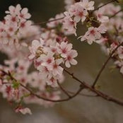 Foto von Chi Ling