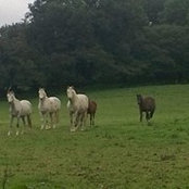 Foto von Colby Ponies