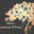 Gracie’s Landscape & Design
