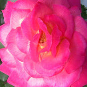 Foto von Maria Rowell
