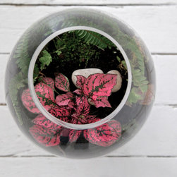 Pink Splash Terrarium - Products