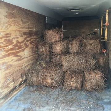 Pine Straw Spreading