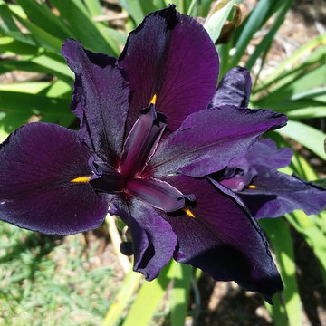Giardino Delle Farfalle