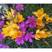 Liu Mingyang's photo