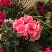 Wanda Colangelo's photo