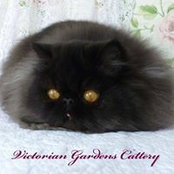 Victorian Gardens Cattery's photo