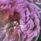 Meredith Bartletts foto