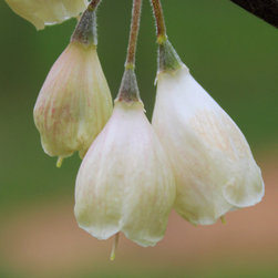 Native Flowering Trees - Products