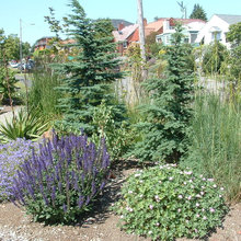 Plants