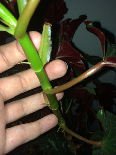 Angel Wing Begonia bloom? | Houzz Forum
