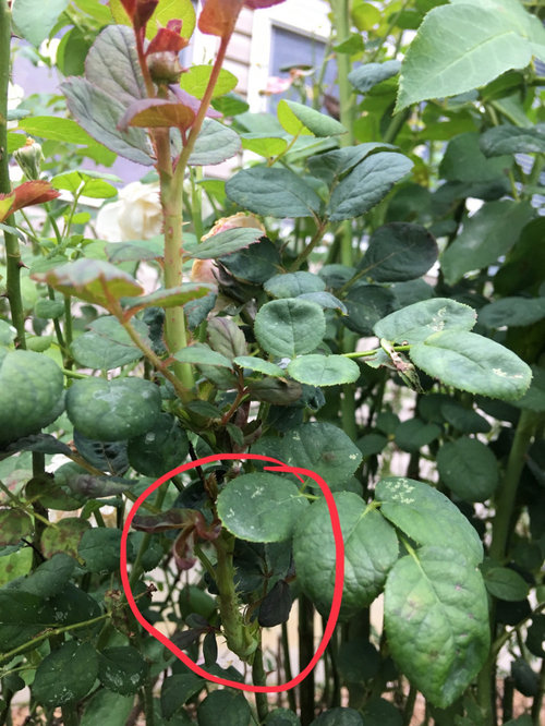 Rose Rosette Disease?