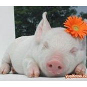 Tammy Adair Dennis's photo