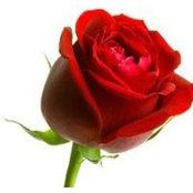 Rosa Lanuka's photo