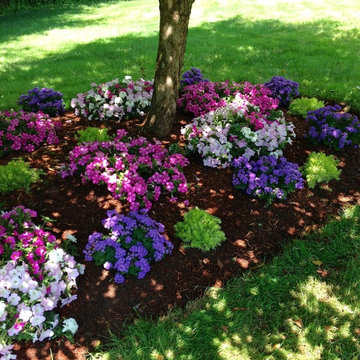 Mixed Annuals