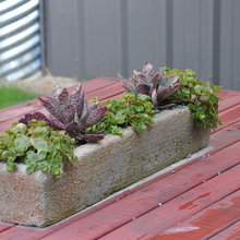 succulents