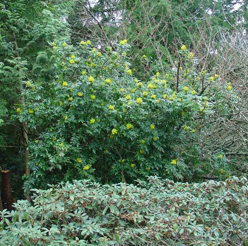 How Often Does Mahonia Aquifolium Oregon Grape Get This Tall