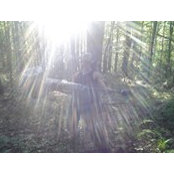 Devin Devines foto