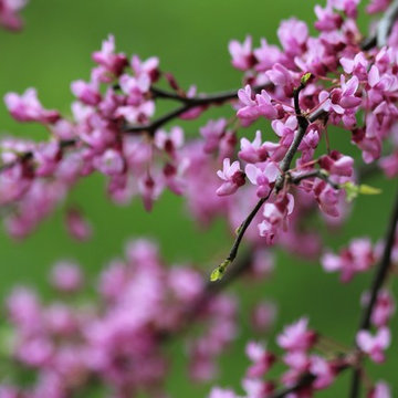 Garden Plants