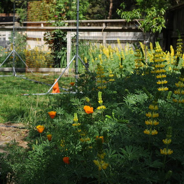 North Davis: lawn replacement and green fence line