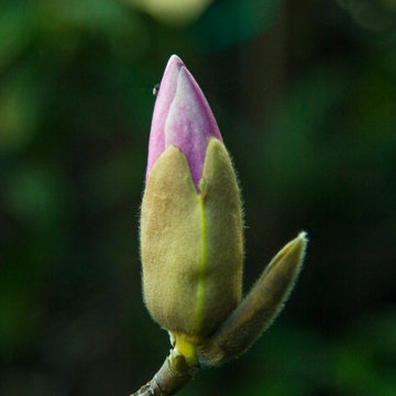Plants in the Landscape