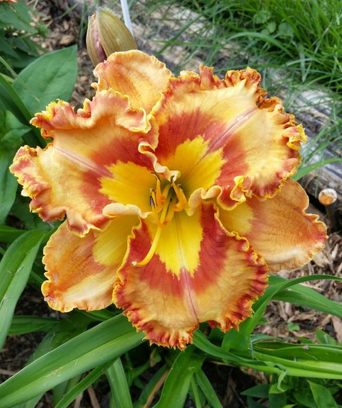 Daylilies not fullly opening is it the weather?