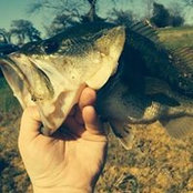 Bill Chesnutt's photo