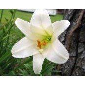 Alison Weber's photo