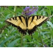 Jess Snyder Dorsey's photo