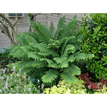 Plants for Matt & Jen Ground Floor