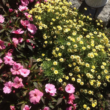 New Guinea Impatiens & Dwarf Marguerite Daisy