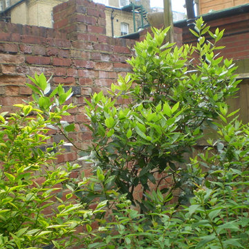 Hove Courtyard Garden