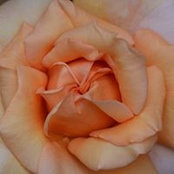 Cheryl Rupp's photo