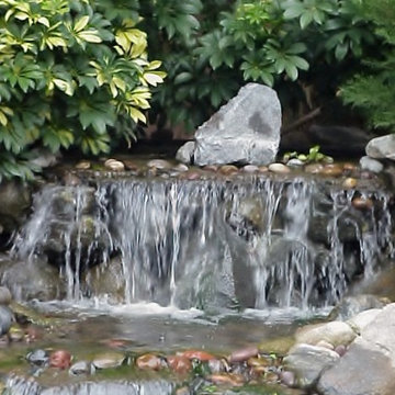 Best of www.socalpondpros.com