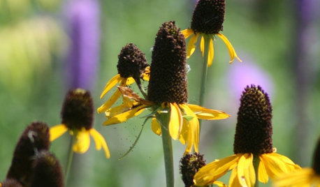 Great Design Plant: Giant Coneflower, a True Exclamation Point