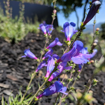 Plantings