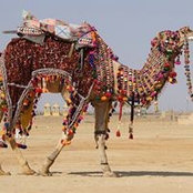 Rabia Syeds foto