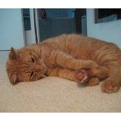 Foto von Londonthe Cat