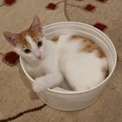 Kim Greenwood's photo