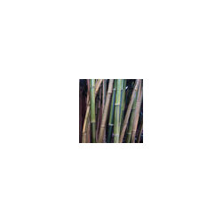 Bamboo installations - Products