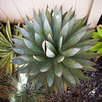 Modern Garden Design, La Jolla