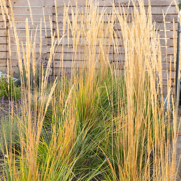 'Karl Foerster' Feather Reed Grass